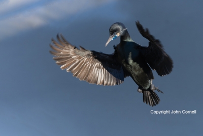 Brandts-Cormorant;Flying-Bird;Phalacrocorax-penicillatus;Photography;action;acti